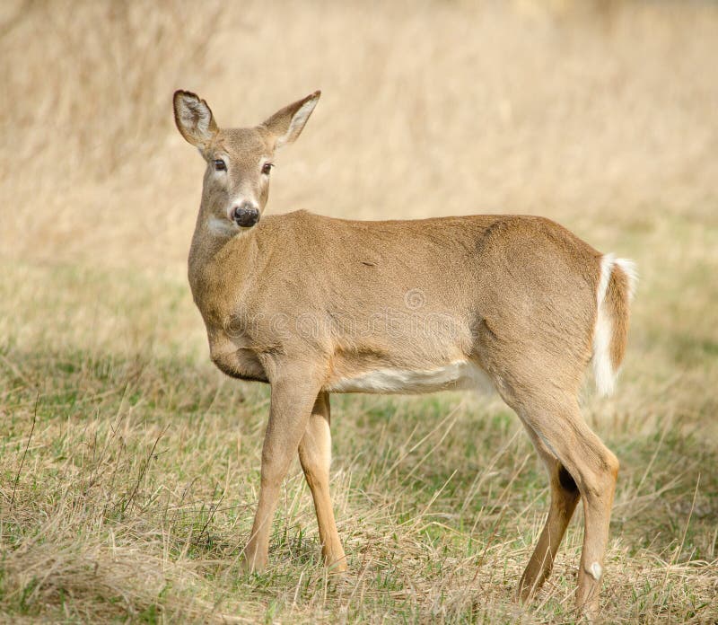 White-tailed Deer stock photo