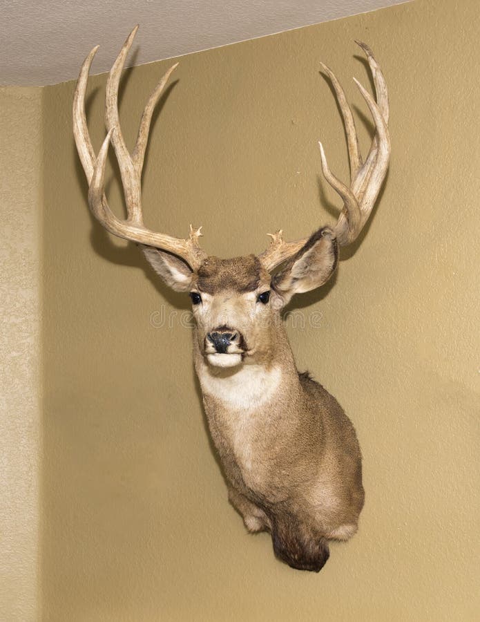 White-Tailed Deer head mounted on a wall