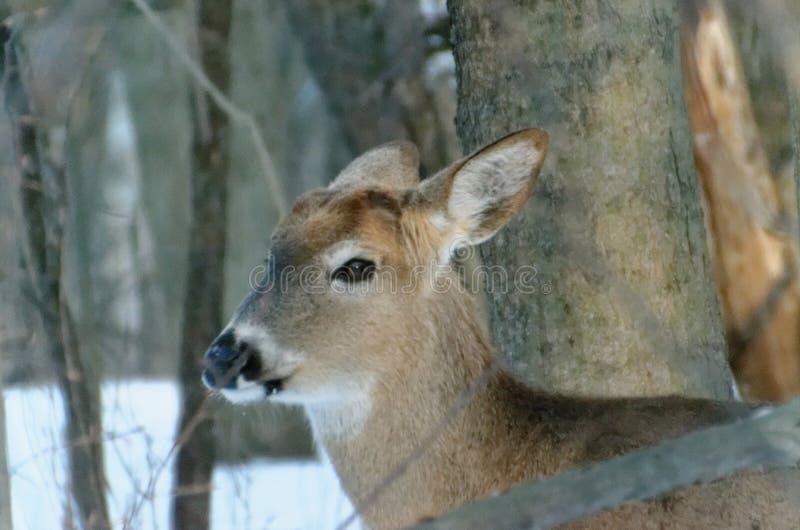 White-tailed Deer - Ontario, Canada royalty free stock photos White-tailed Deer - Ontario, Canada royalty free stock photos