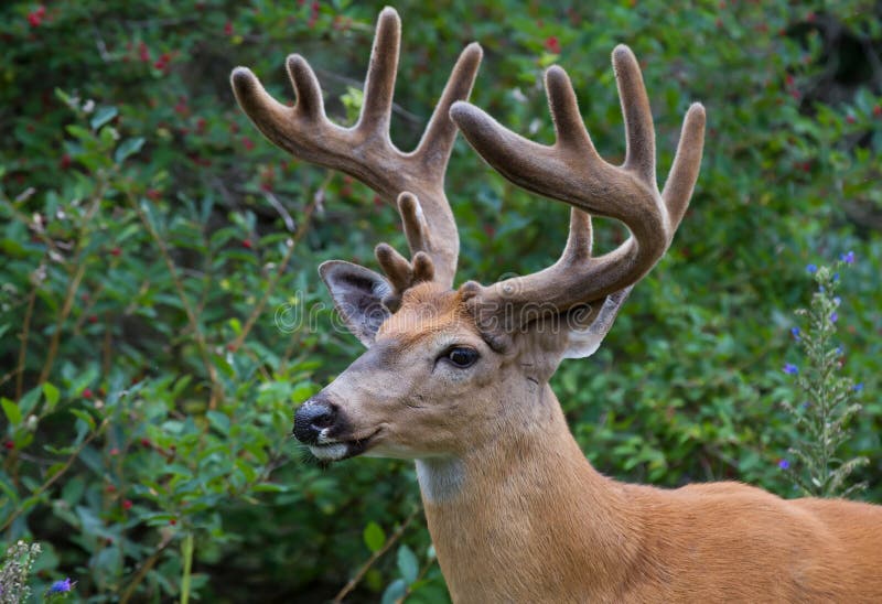 Whitetailed Deer Buck Portrait with Velvet Antlers in Spring in Canada