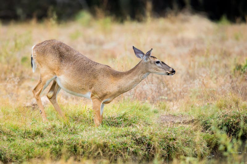 Whitetail Deer Drinking Water Stock Image - Image of tailed, drinks ...