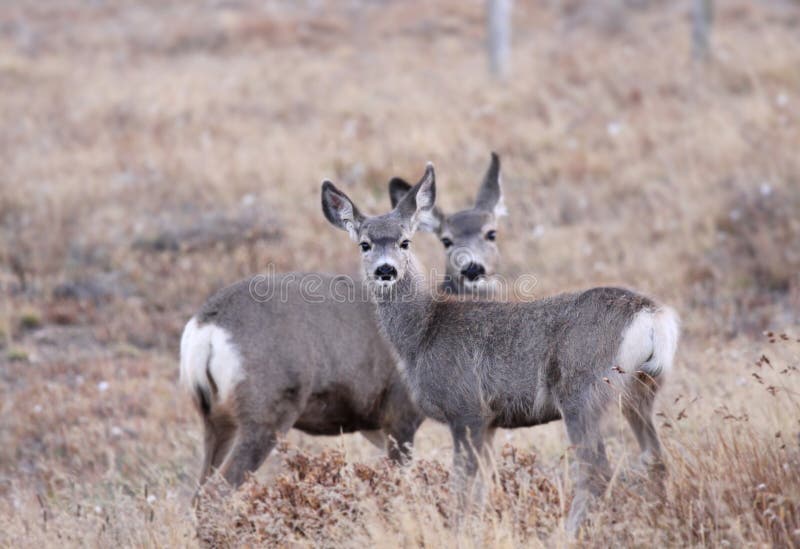 White tailed deers