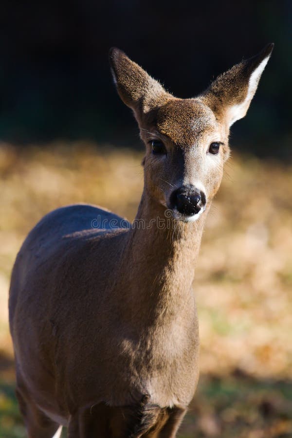 White-tailed doe (Odocoileus virginianus). royalty free stock image White-tailed doe (Odocoileus virginianus). royalty free stock image