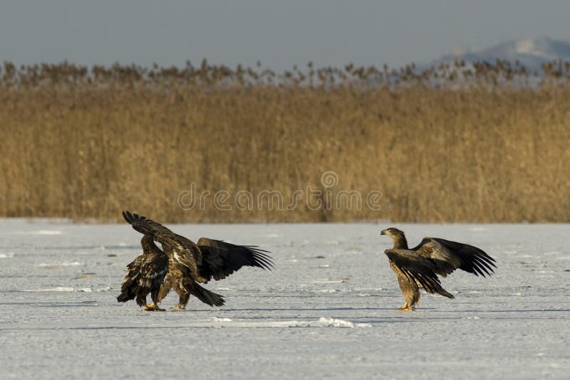 White Tailed Eagle