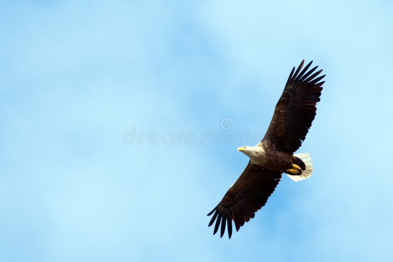 White Tailed Eagle