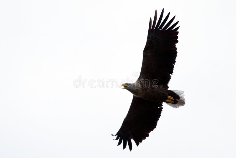 White Tailed Eagle