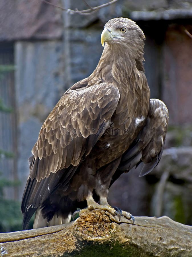 White-tailed eagle 2