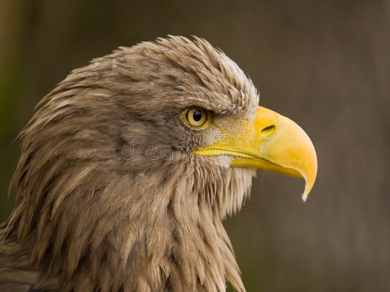 White tailed eagle royalty free stock photos