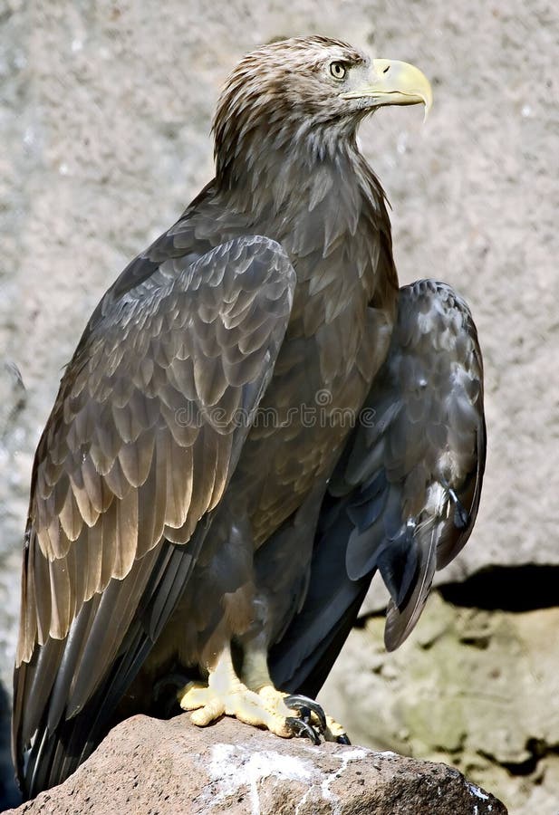 White-tailed eagle 5