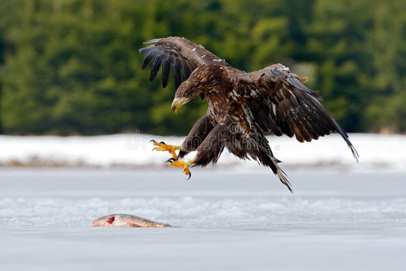 White-tailed Eagle with catch fish in snowy winter, snow in forest habitat, landing on ice. Action wildlife winter scene from Euro