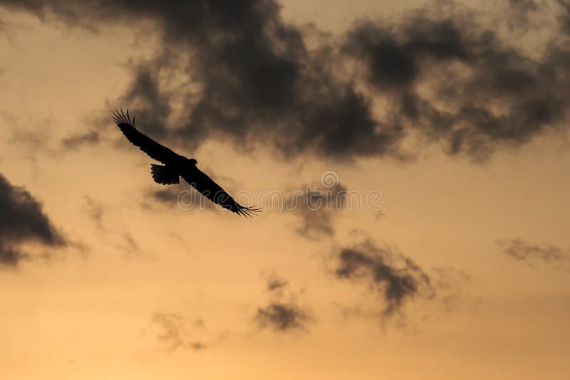 White-tailed eagle in flight, eagle flying against colorful sky with clouds in Hokkaido, Japan, silhouette of eagle at sunrise