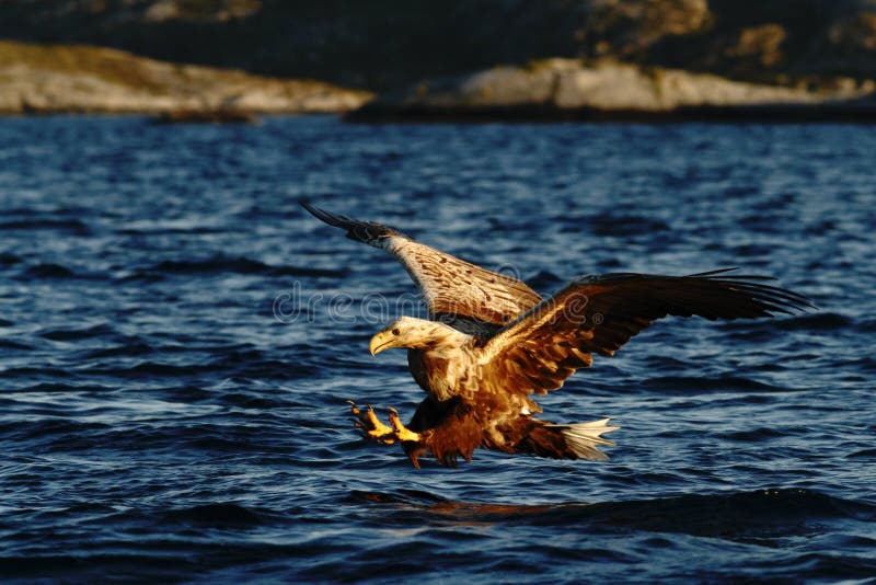 White-tailed eagle in flight hunting fish from sea,Norway,Haliaeetus albicilla, majestic sea eagle with big claws aiming to catch royalty free stock photo White-tailed eagle in flight hunting fish from sea,Norway,Haliaeetus albicilla, majestic sea eagle with big claws aiming to catch royalty free stock photo