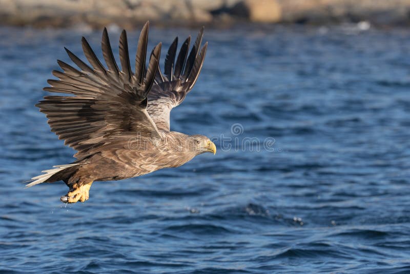 White-tailed Eagle in flight. stock photography
