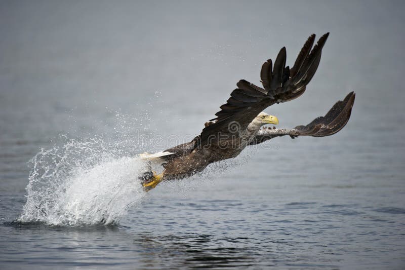 White-tailed Eagle hunting.
