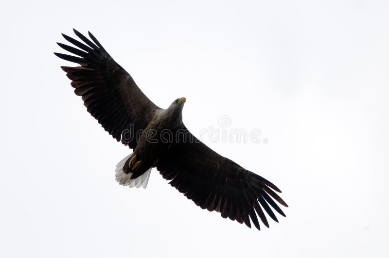 White Tailed Eagle isolated on white