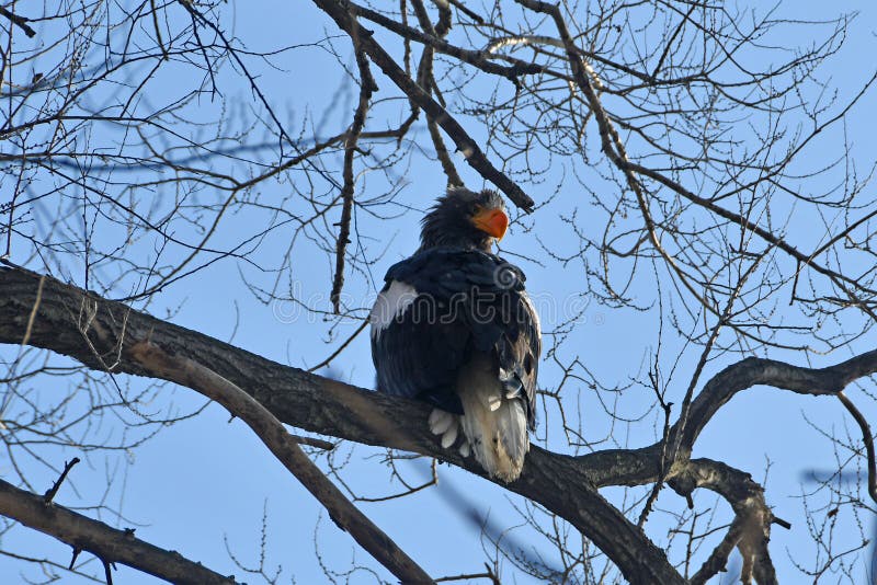 White-tailed Eagle / Sea Eagle / Seeadler Haliaeetus albicilla sitting on a tree branch in Vladivostok, Russia