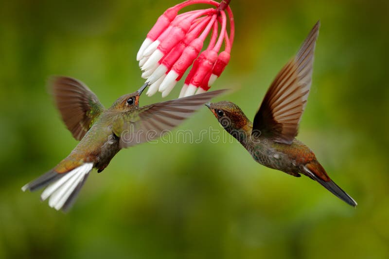 White-tailed Hillstar, Urochroa bougueri, two hummingbirds in flight by the ping flower, green and yellow background, two feeding