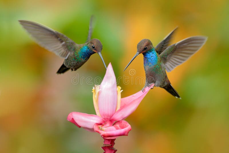 White-tailed Hillstar, Urochroa bougueri, two hummingbirds in flight on the ping flower, green and yellow background, two feeding