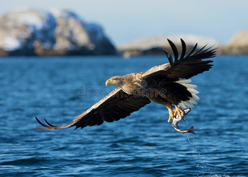 White-tailed sea Eagle Haliaeetus albicilla royalty free stock photo