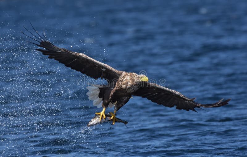 White Tailed Sea Eagle Haliaeetus albicilla royalty free stock images White Tailed Sea Eagle Haliaeetus albicilla royalty free stock images
