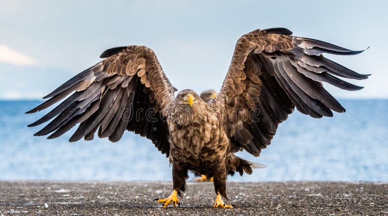 White-tailed sea eagle spreading wings.   Scientific name: Haliaeetus albicilla, also known as the ern, erne, gray eagle, Eurasian