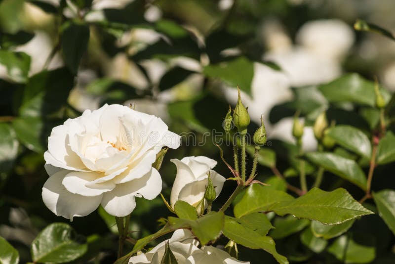 White tea rose stock image. Image of rose, symbol, white 49666177