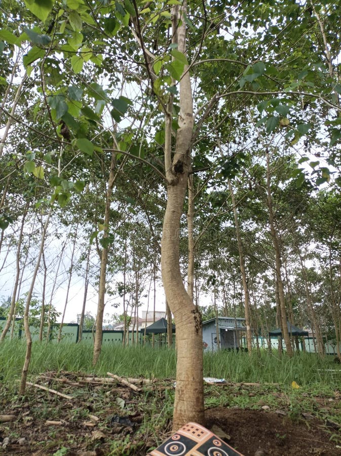 The White Teak Tree is the Producer of Wood Stock Photo Image of wood