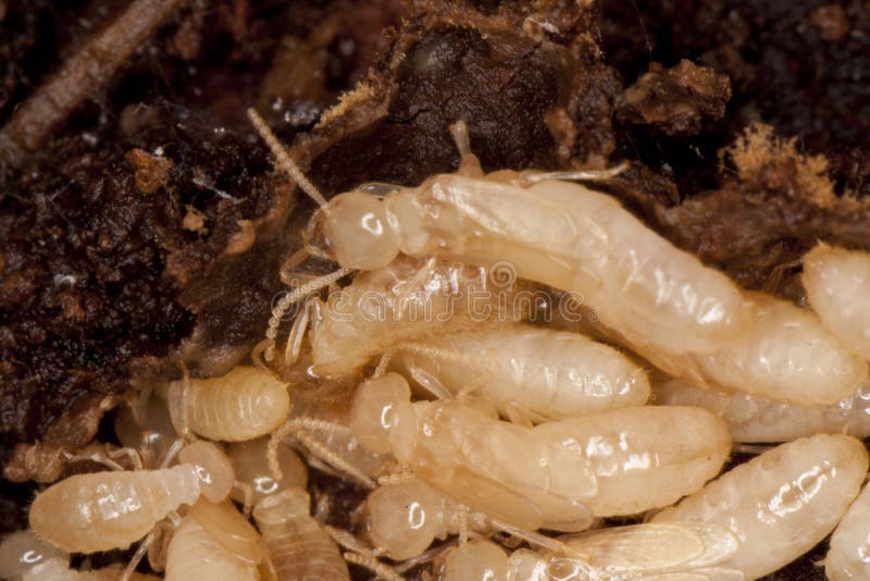 download grounded termite for free download grounded termite for free