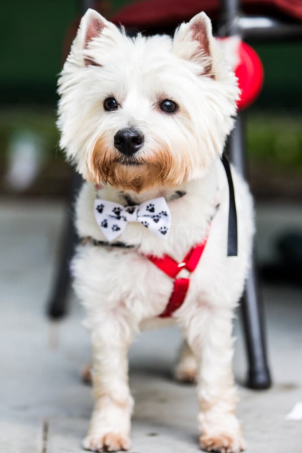 Harness Highland Stock Photos Free & RoyaltyFree Stock Photos from Dreamstime