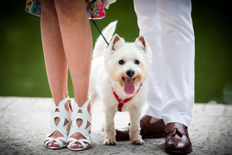 Harness Highland Stock Photos Free & RoyaltyFree Stock Photos from Dreamstime