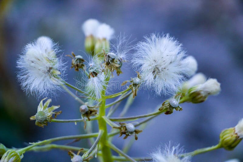 Fluffy Weed in Nature, Along the Side of the Road with Backlighting