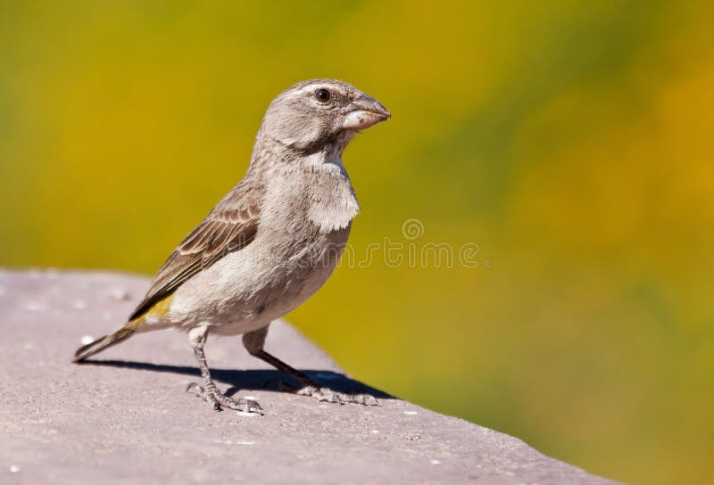 White-throated Canary