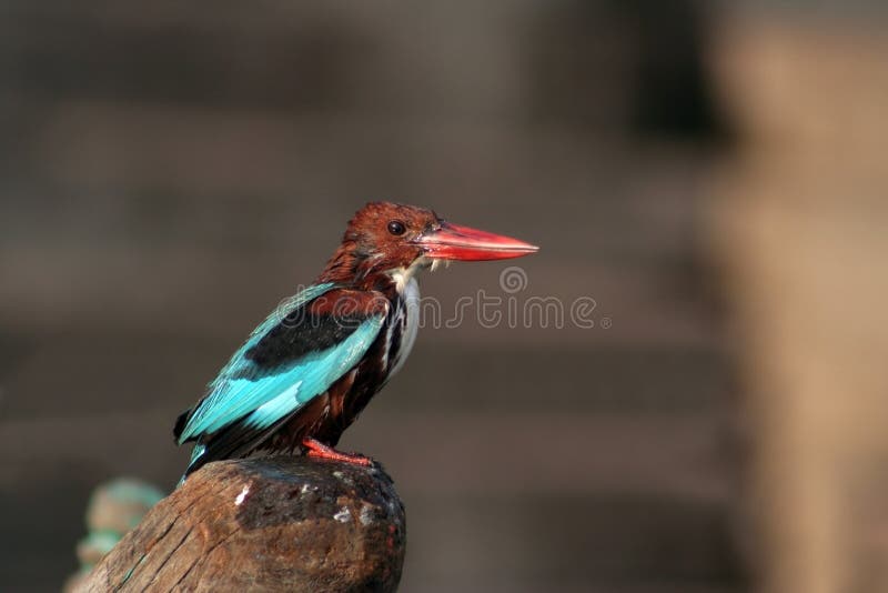 White-throated Kingfisher