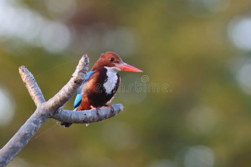 White Throated Kingfisher