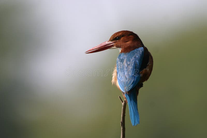 White throated kingfisher