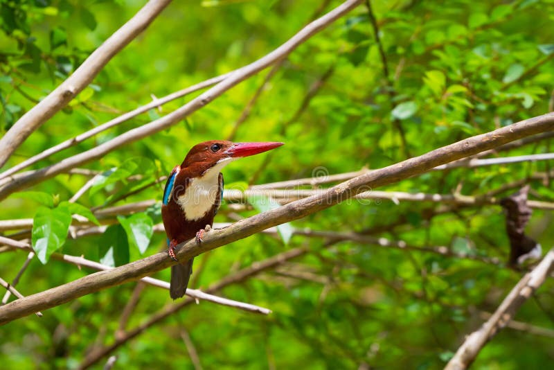 White-throated Kingfisher bird