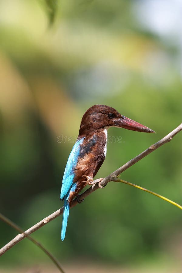 White-throated Kingfisher (Halcyon smyrnensis)