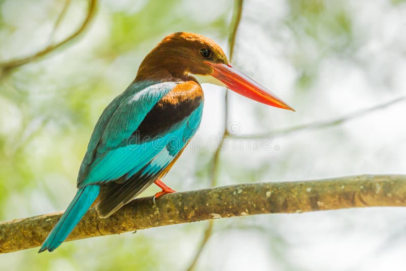 White-throated Kingfisher