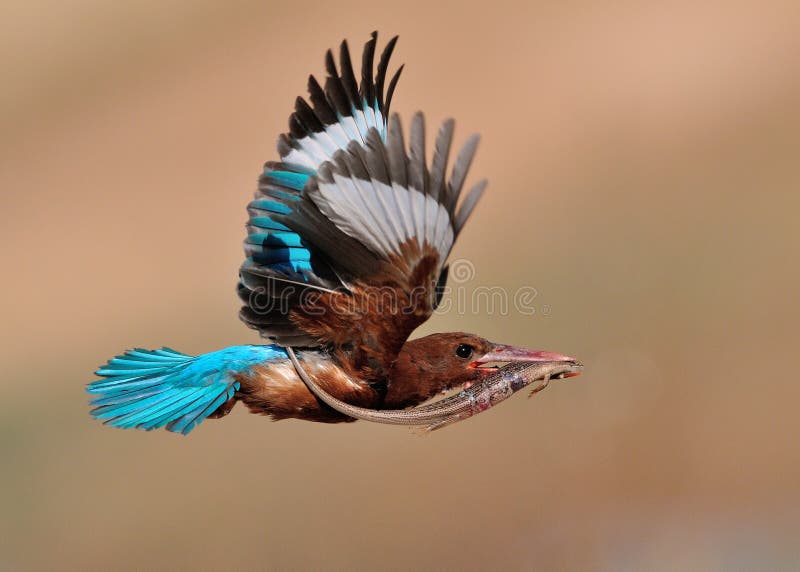 White Throated Kingfisher with lizard