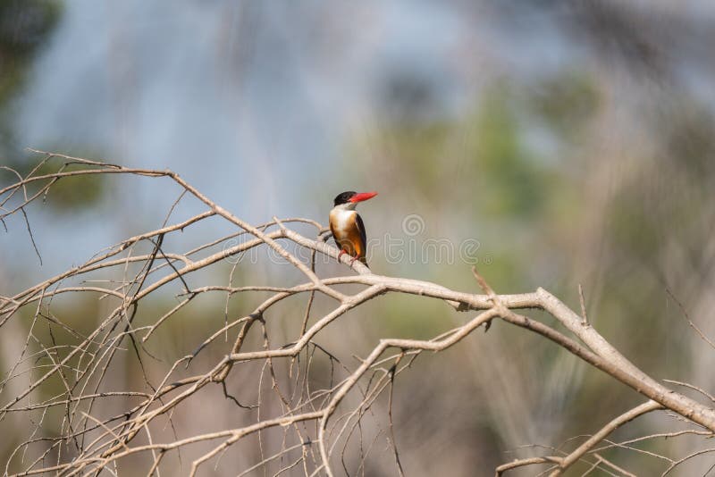 Rockthrush Stand Stock Photos - Free & Royalty-Free Stock Photos from