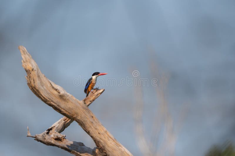 Rockthrush Stand Stock Photos - Free & Royalty-Free Stock Photos from