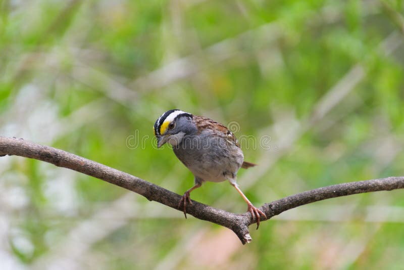 Male white-throated sparrow, Zonotrichia albicollis, perched awkwardly on a branch, leaning over to look down. Male white-throated sparrow, Zonotrichia albicollis, perched awkwardly on a branch, leaning over to look down