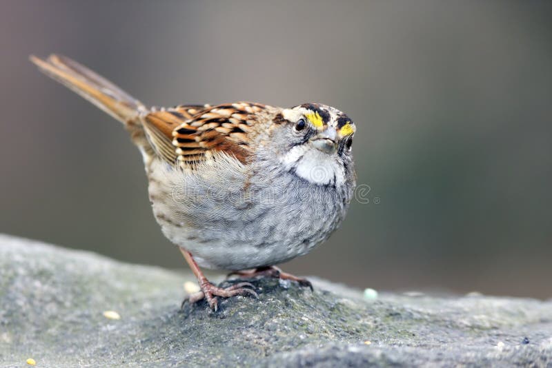 White-throated sparrow (zonotrichia aibicolis)