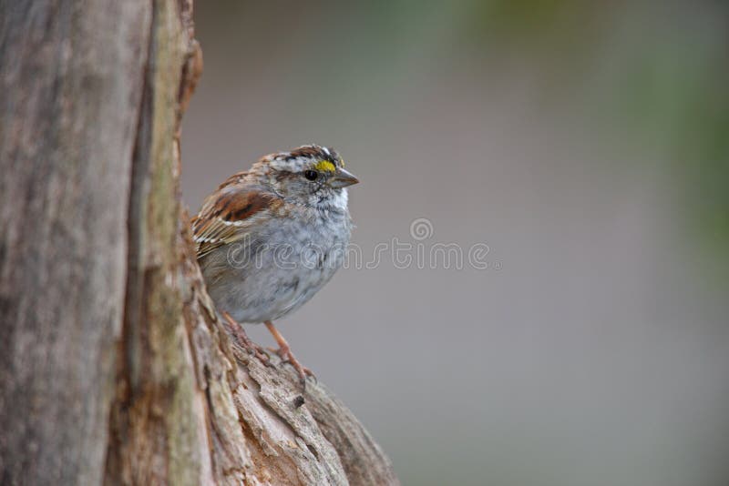 White-throated Sparrow (Zonotrichia albicollis)