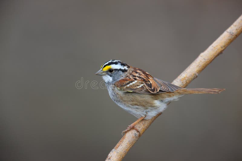 White-throated Sparrow (Zonotrichia albicollis)