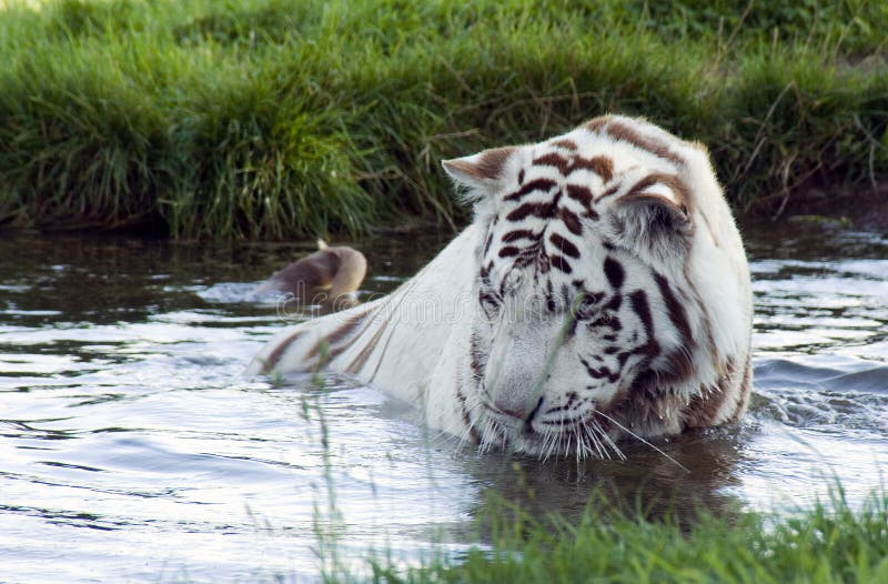 White Tiger