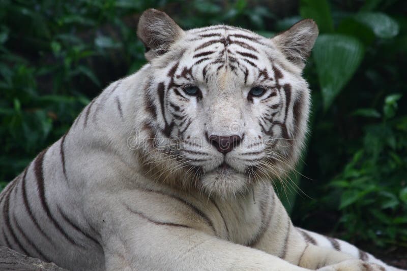 White Tiger royalty free stock photos White Tiger royalty free stock photos