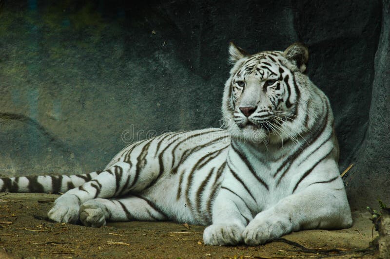 White tiger