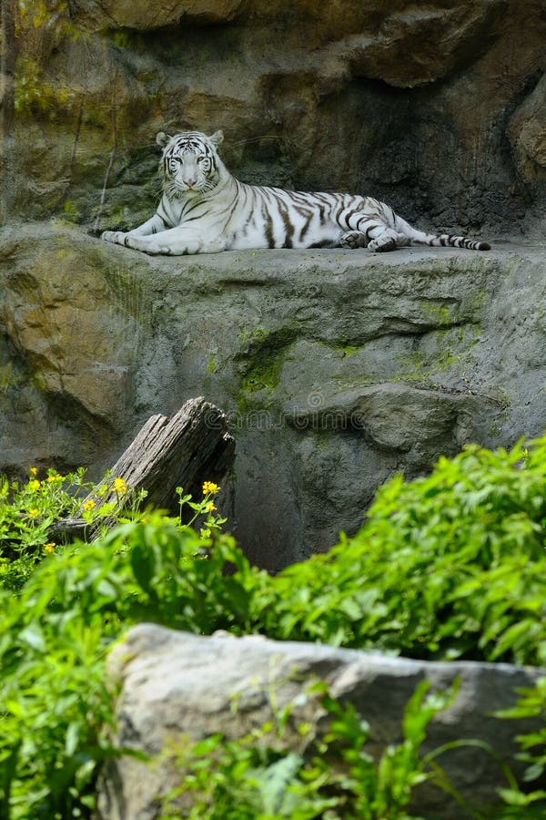 White tiger