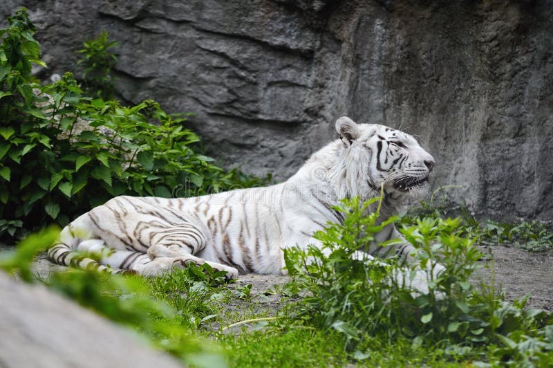 White tiger